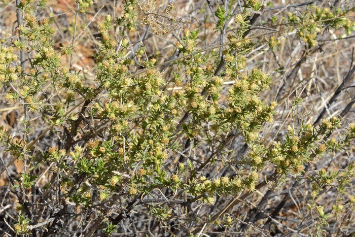 Yerba de Pasmo blooms from April to September in Arizona and from April to June in California. This species has male and female flowers on separate shrubs. Baccharis pteronioides